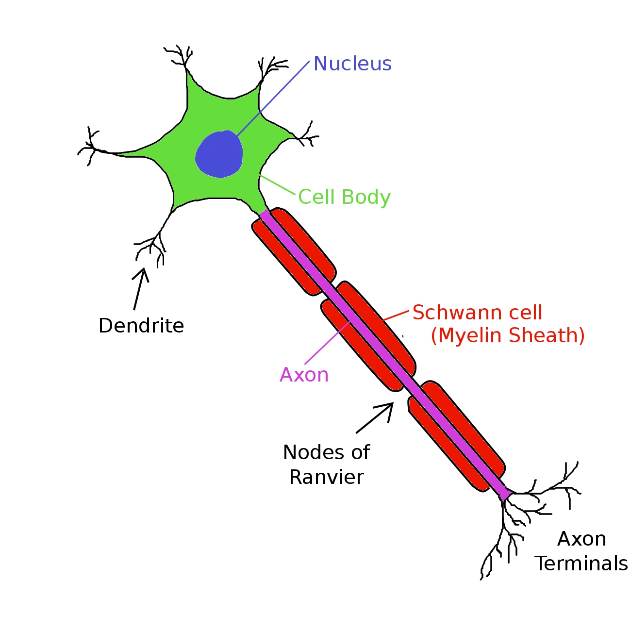 Neuron1