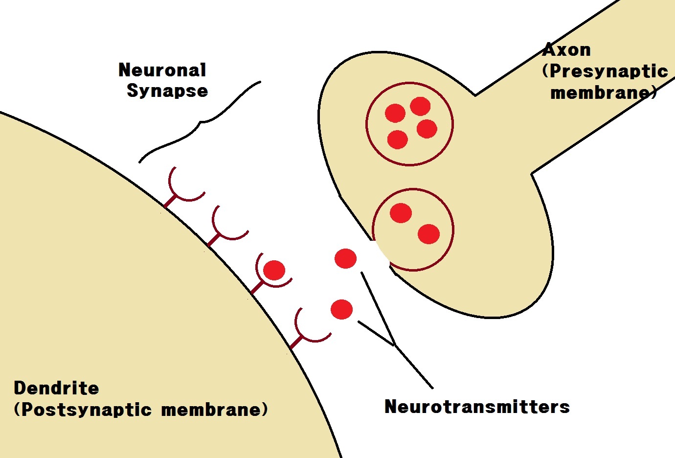 Neuronal_Synapse