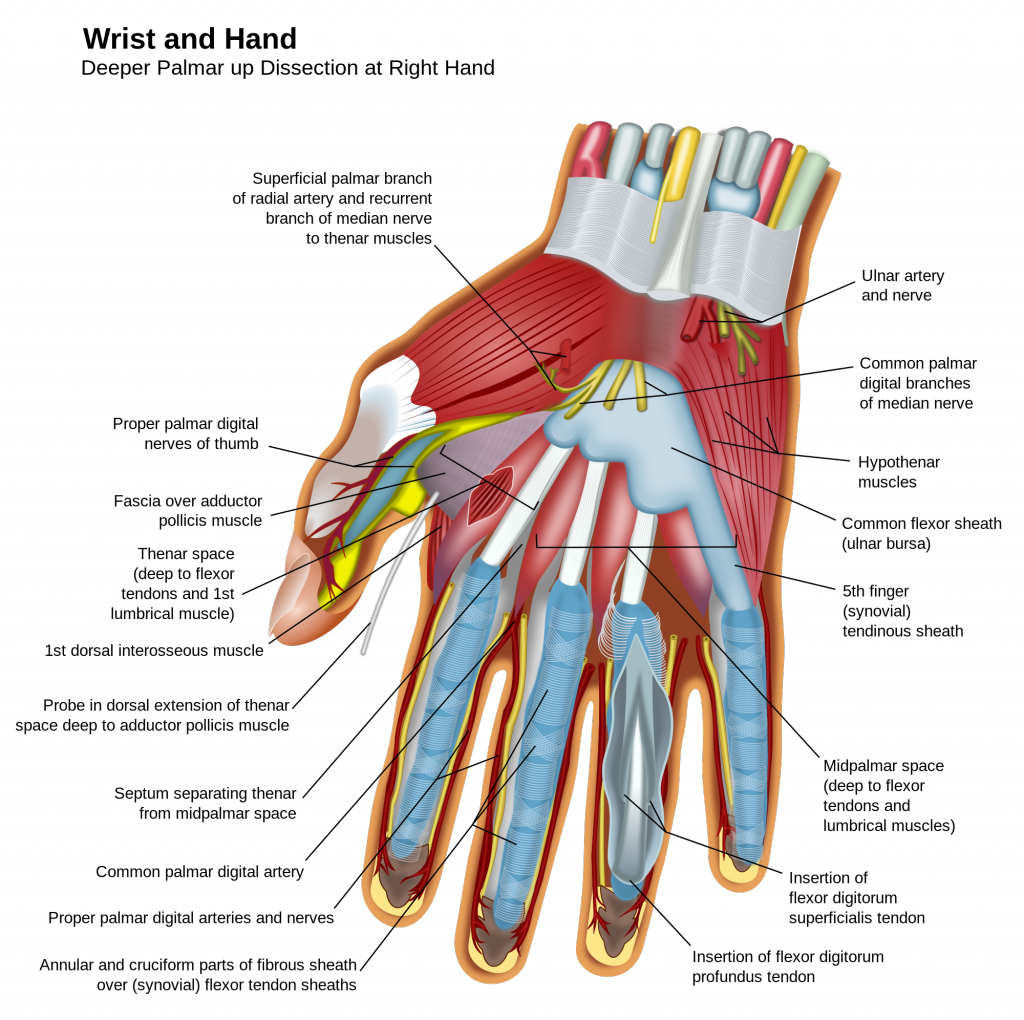 Wrist_and_hand_deeper_palmar_dissection-en.svg