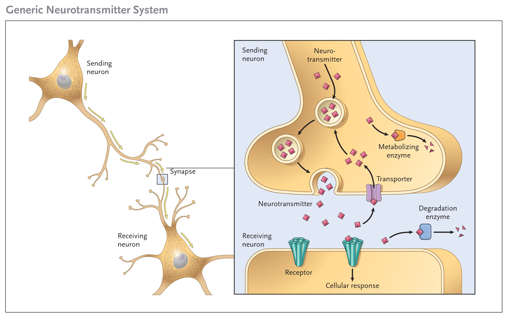 Diagram of Generic Neurotransmitter System. NIDA(NIH), Public domain, via Wikimedia Commons.