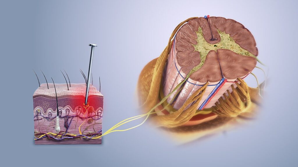 Figure 1. Sensory nerve fibres stimulated beyond harmful intensity causing nociceptive pain. By Scientific Animations, is licensed under CC BY 4.0.